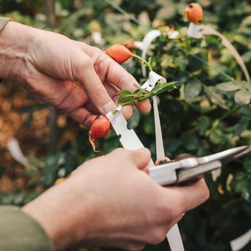 Hands pruning rose hips in a garden, David Austin Roses